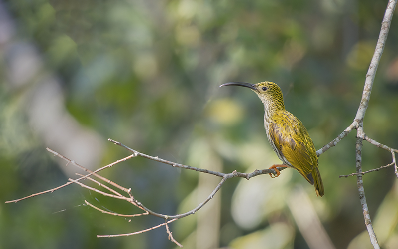 Streaked Spiderhunter (Arachnothera magna) at Di Linh Birding Trails - Southern Vietnam. Photo by: Phuc Le - Vietnam Bird Photography Tours - Vietbirdphototours.com